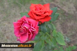 برگزاری دوره بالندگی حرفه ای سرپرستان شبانه روزی منطقه 5 کشوری در مدیریت امور پردیس های استان خوزستان